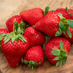 Everbearing Strawberry Plant 'favouri' | Set of 30 | Red