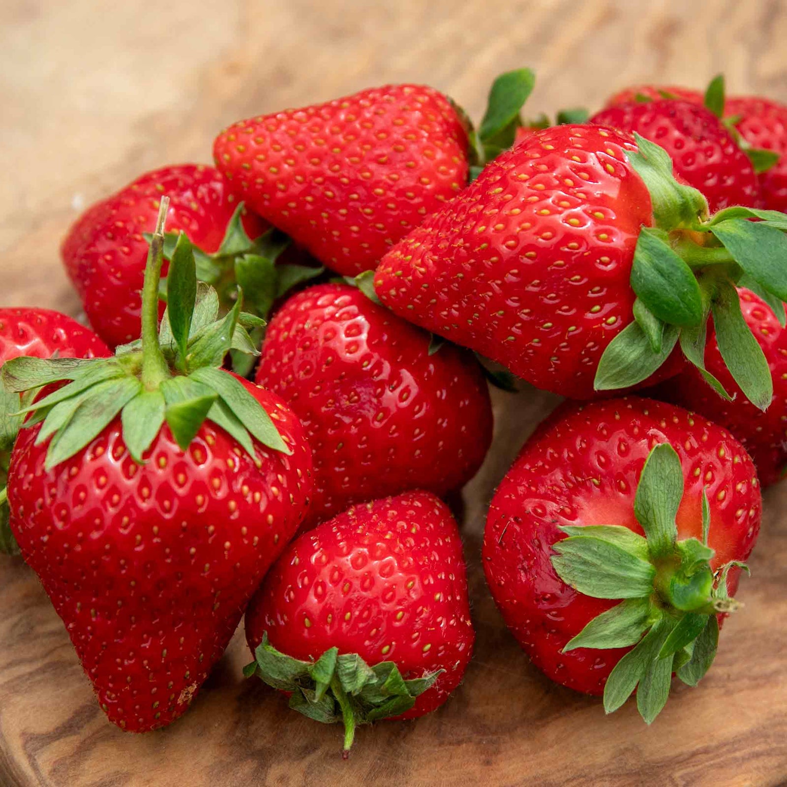 Everbearing Strawberry Plant 'favouri' | Set of 10 | Red