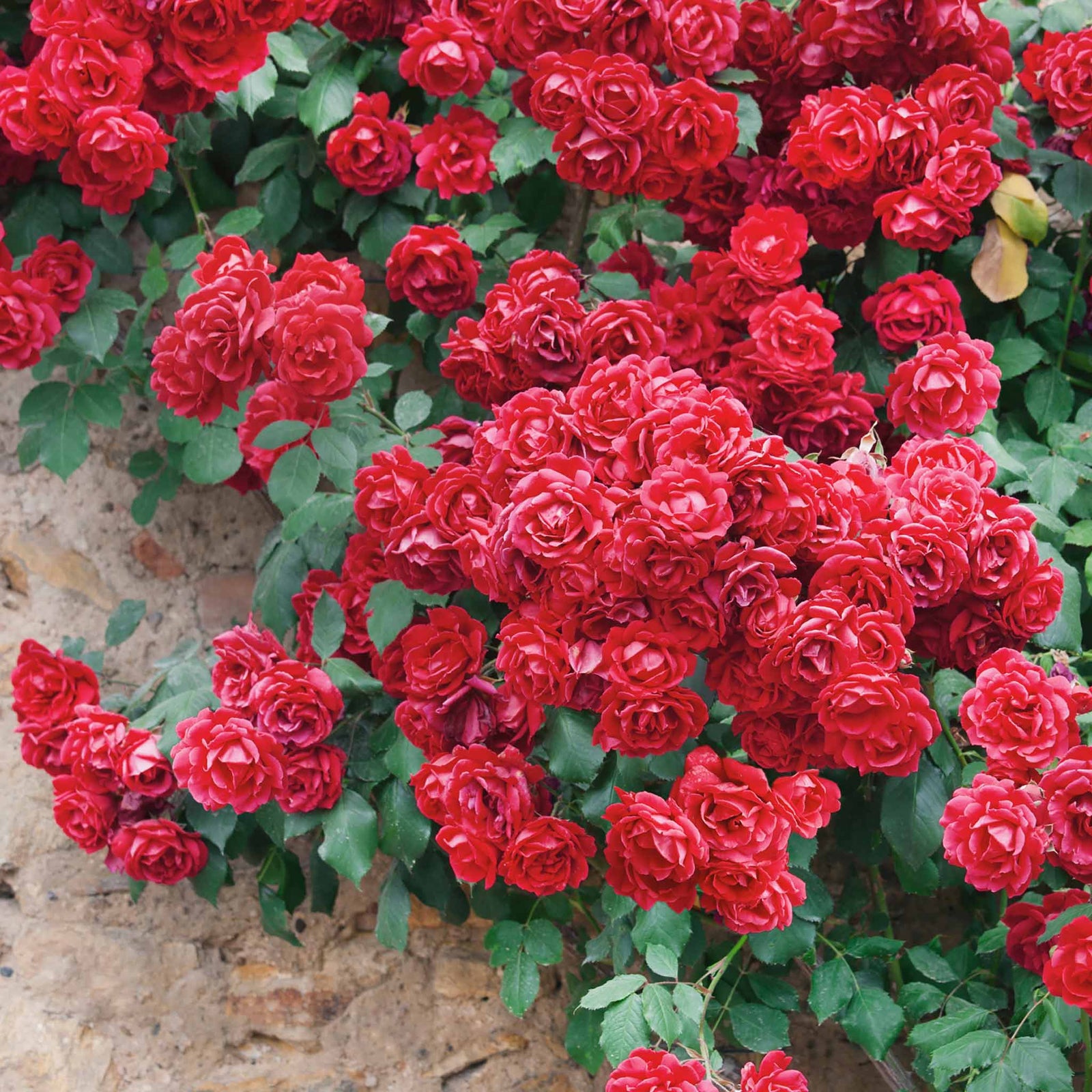 Rose Paul's Scarlet - Climbing Bare-root Red Rose | 1 x Bare Root | Red