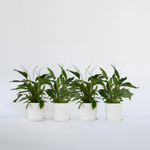 Peace Lilly - 4 Pcs. - Spathiphyllum 'lima' - Height 60-75cm - ⌀17cm | Set of 4 | White