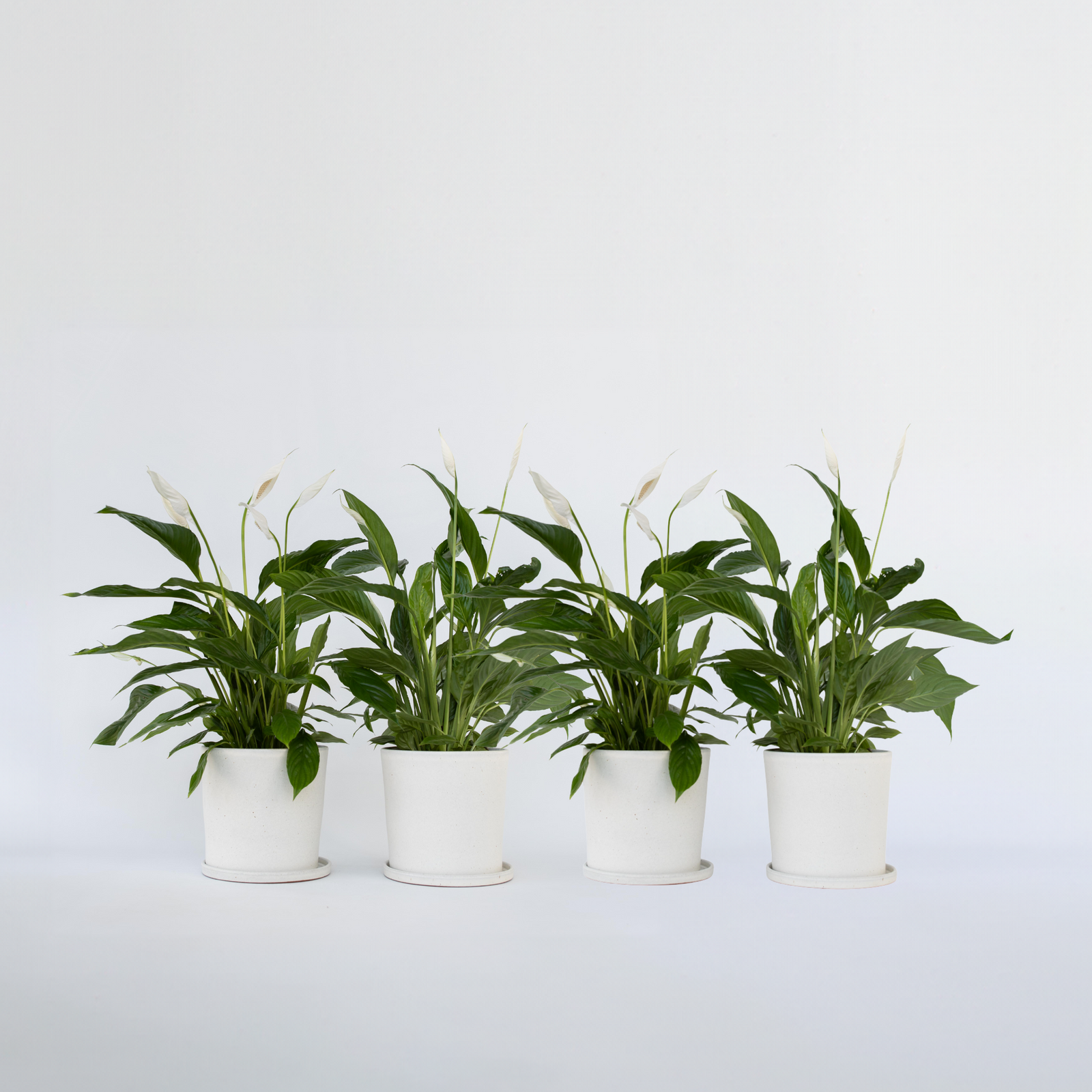 Peace Lilly - 4 Pcs. - Spathiphyllum 'lima' - Height 60-75cm - ⌀17cm | Set of 4 | White