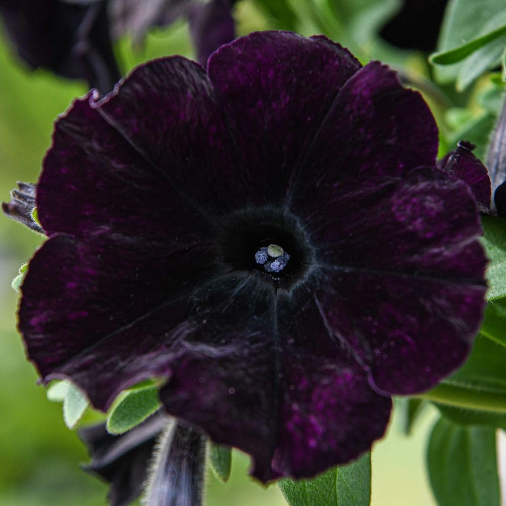 Easy Wave Navy Velour Petunia Garden Ready Plants - Deep Blue-purple Groundcover | 48 x Garden Ready Plants
