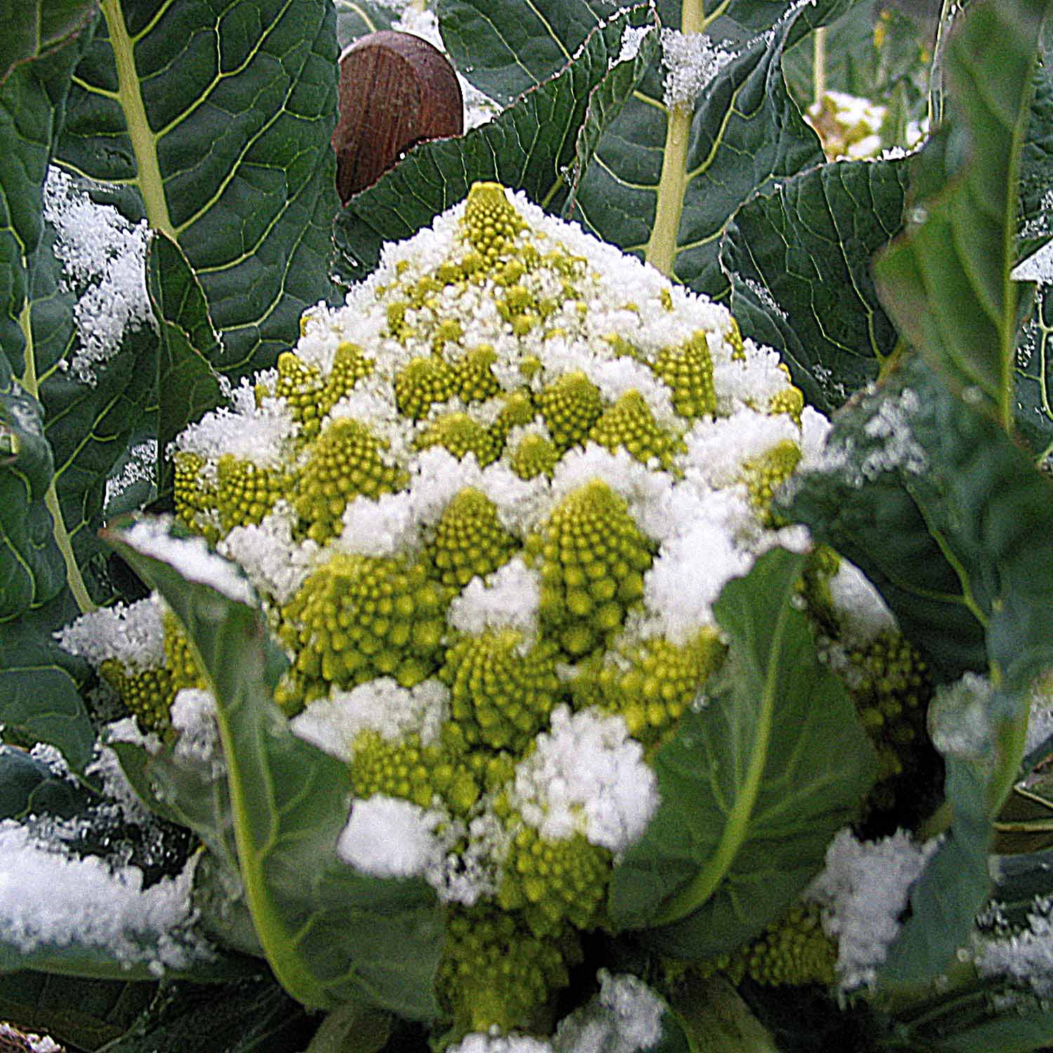 Veronica Romanesco Cauliflower | 8 x Pro Grower Plugs | Green