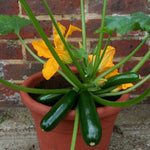Courgette 'royal Flush' (baby And Marrow Variety) | 6 x Jumbo Plugs | Green