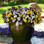 Pansy Cool Wave Mix - plug plants | 12 x Plug Plants | Multi