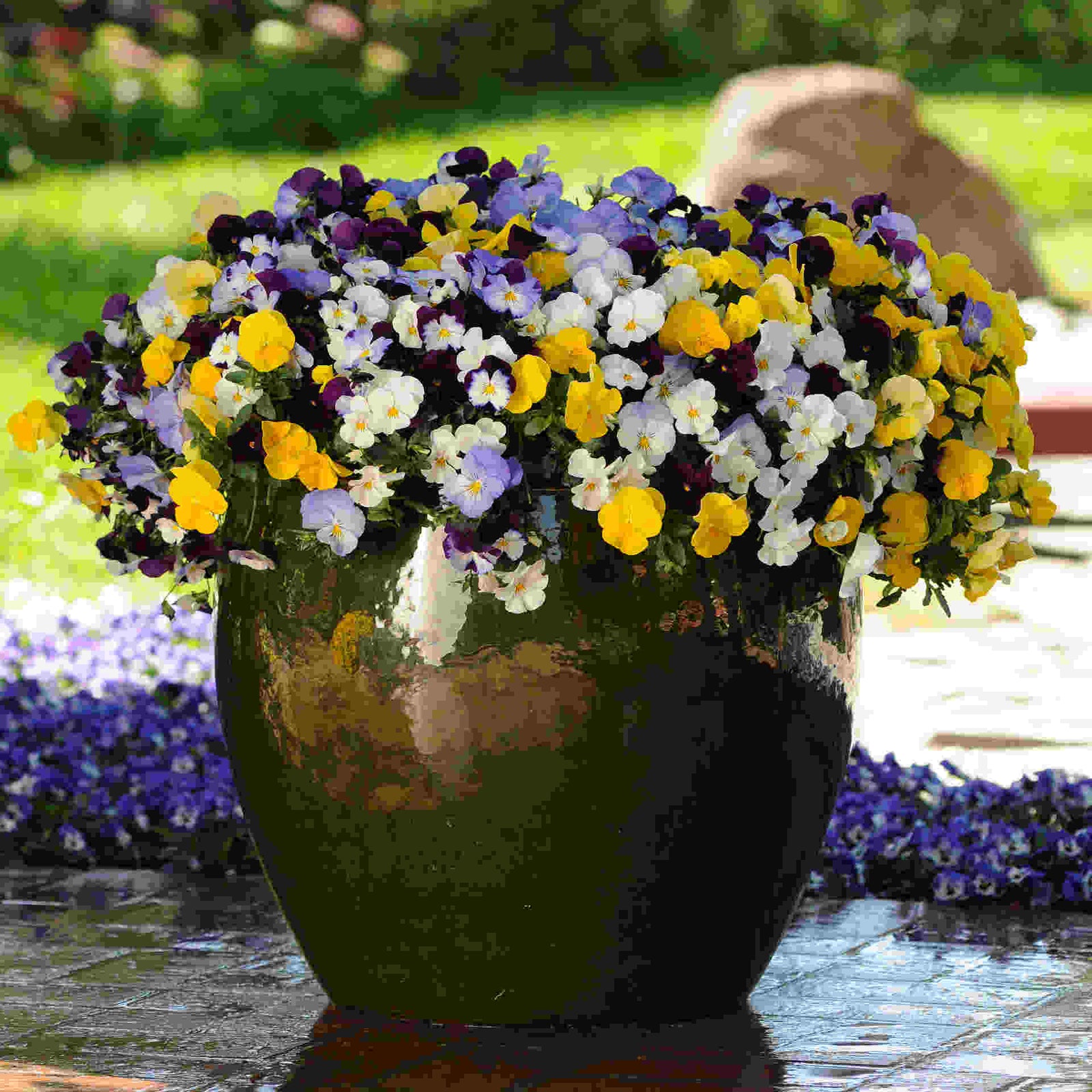 Pansy Cool Wave Mix - plug plants | 12 x Plug Plants | Multi
