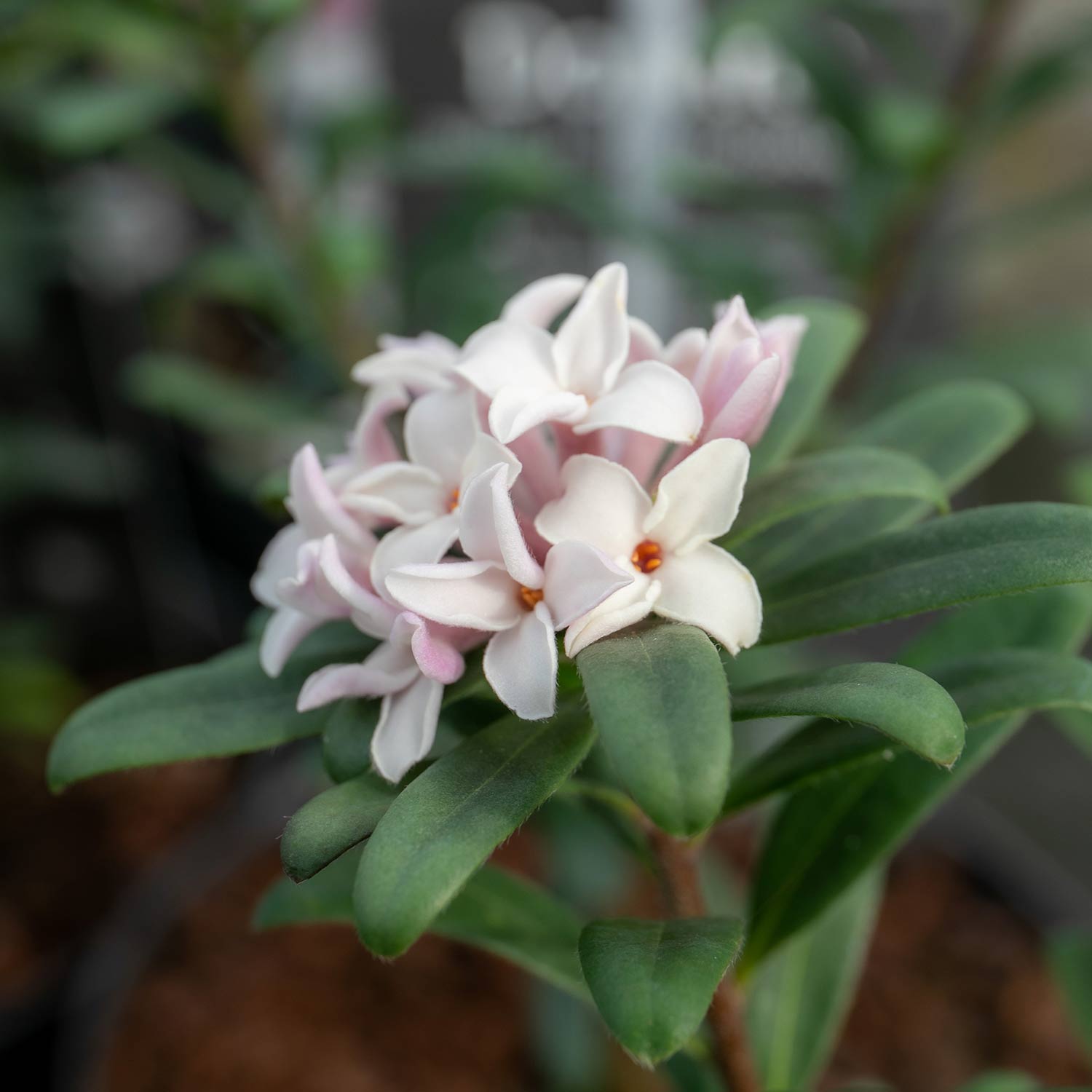 Daphne 'eternal Fragrance' (daphne X Transatlantica) - Long-flowering Fragrant Evergreen | 1 x 5L | Green & Pink