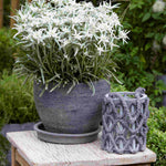 Edelweiss - Leontopodium Alpinum Blossom Of Snow - 9cm Pots | 1 x 9cm | Classic White