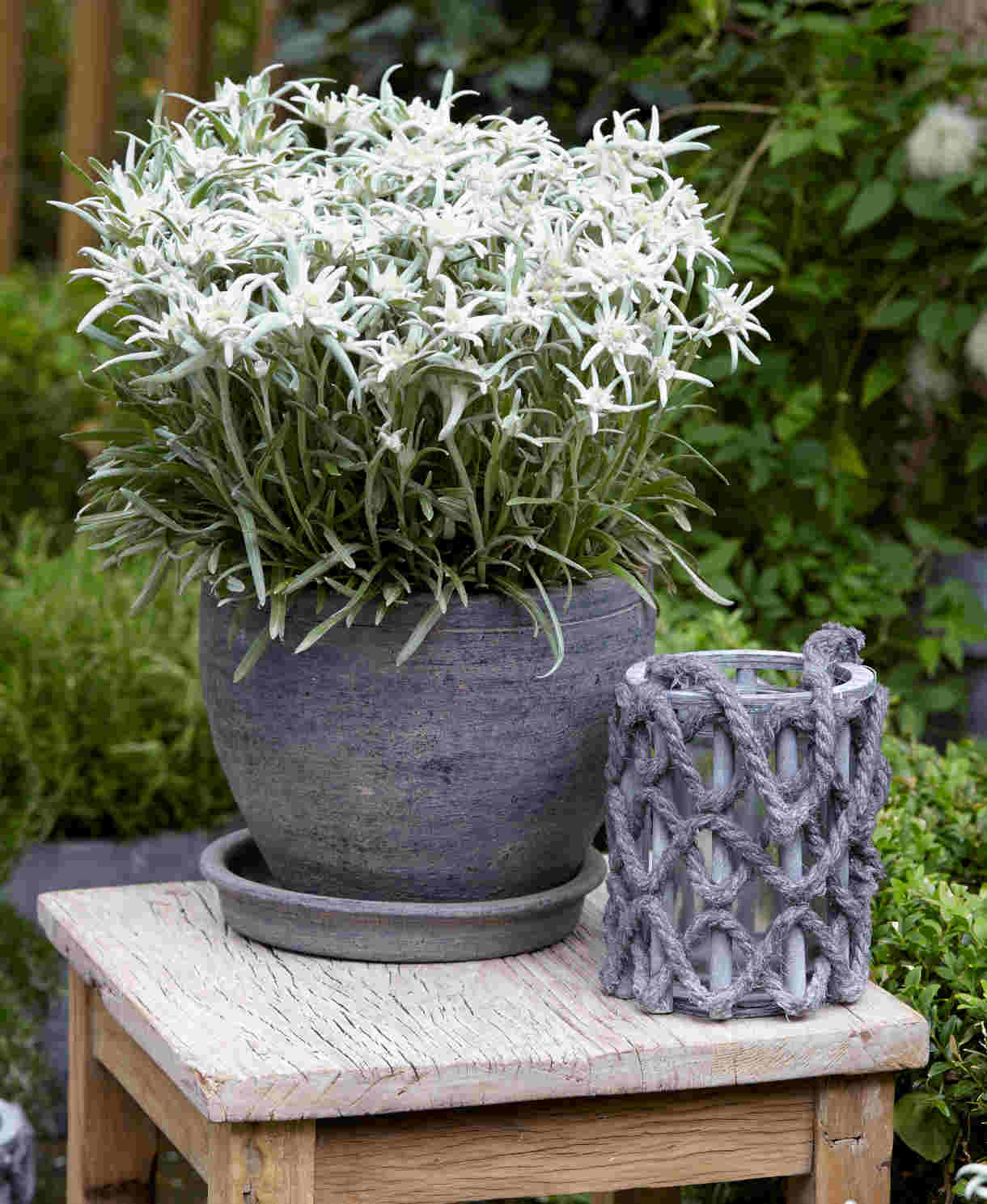 Edelweiss - Leontopodium Alpinum Blossom Of Snow - 9cm Pots | 1 x 9cm | Classic White