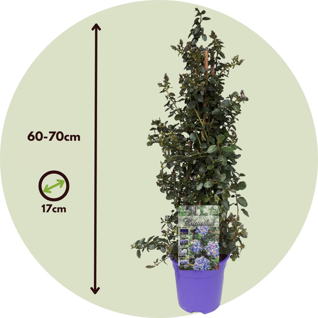 Californian Lilac - 2 Pcs. - Ceanothus Thyrsiflorus Repens - H60-70cm - ⌀17cm | Set of 2 | Blue