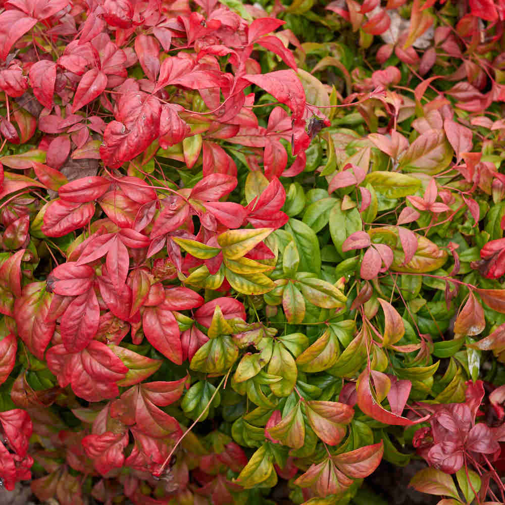 Nandina Domestica Firepower - Heavenly Bamboo, A Plant With All Year Interest 1 X 9cm Pot