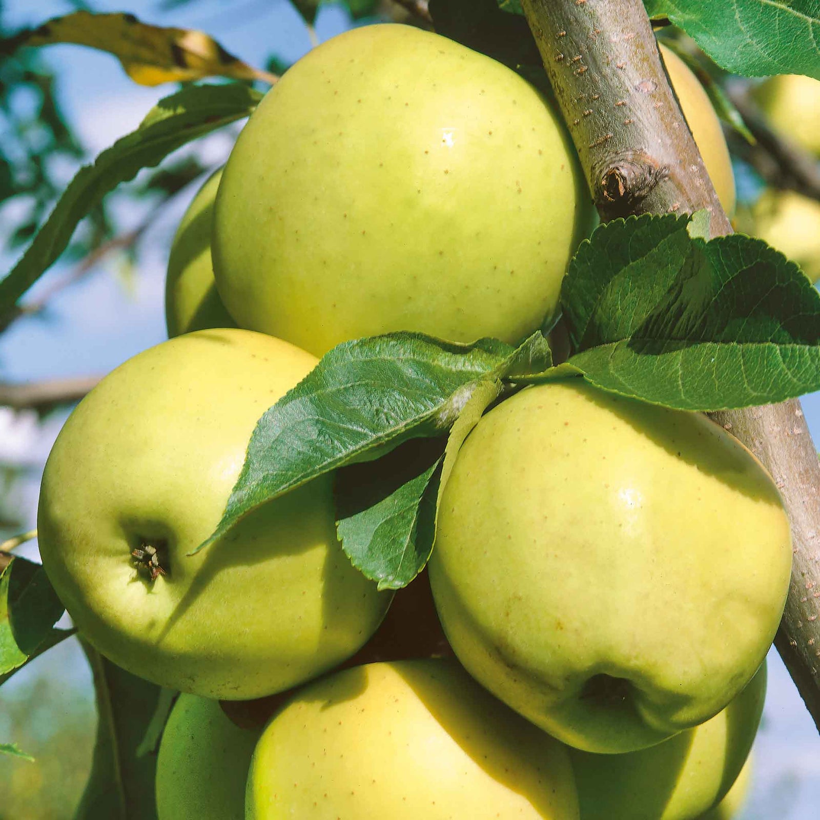 Apple Tree Greensleeves, M26 Semi-dwarf, Bare-root | 1 x Bare Root | Orange & Yellow