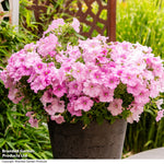 Petunia Easy Wave Pink Pearl Garden Ready Plants - Lush, Continuous Summer Flowers | 12 x Garden Ready Plants