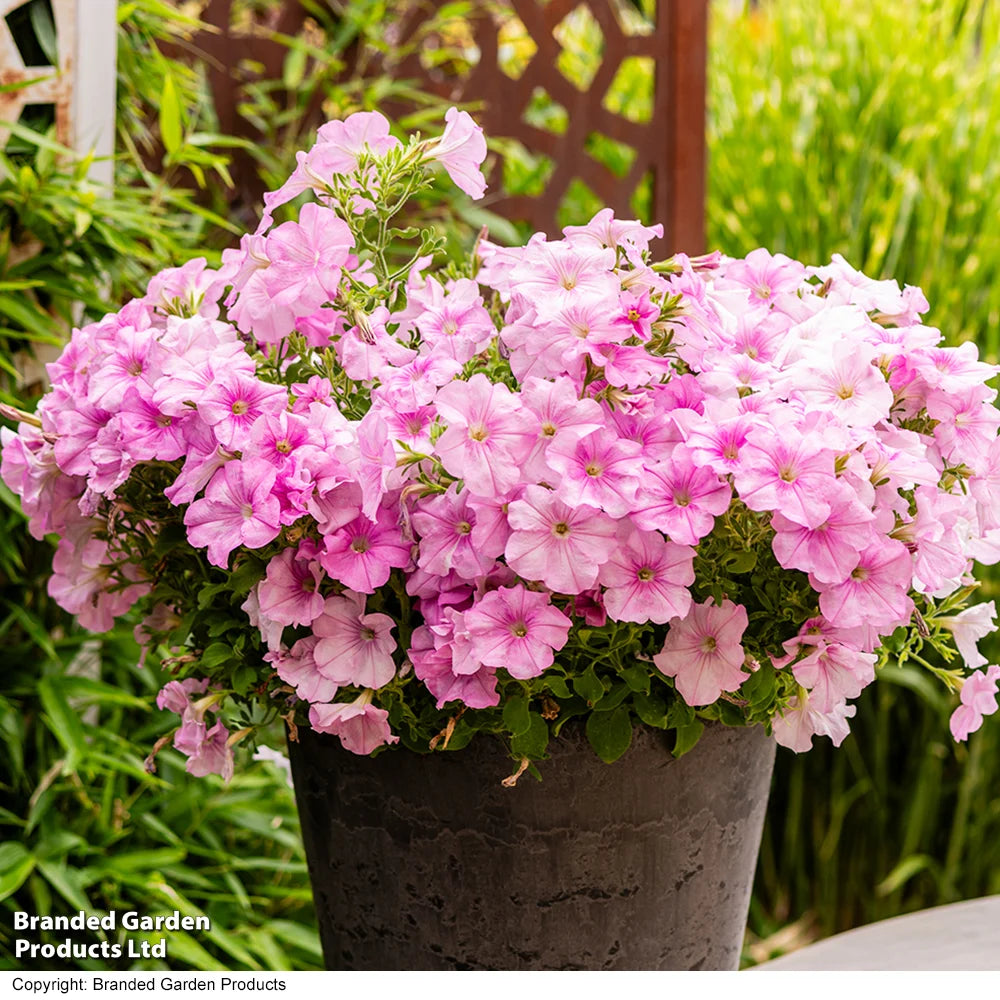 Petunia Easy Wave Pink Pearl Garden Ready Plants - Lush, Continuous Summer Flowers | 12 x Garden Ready Plants