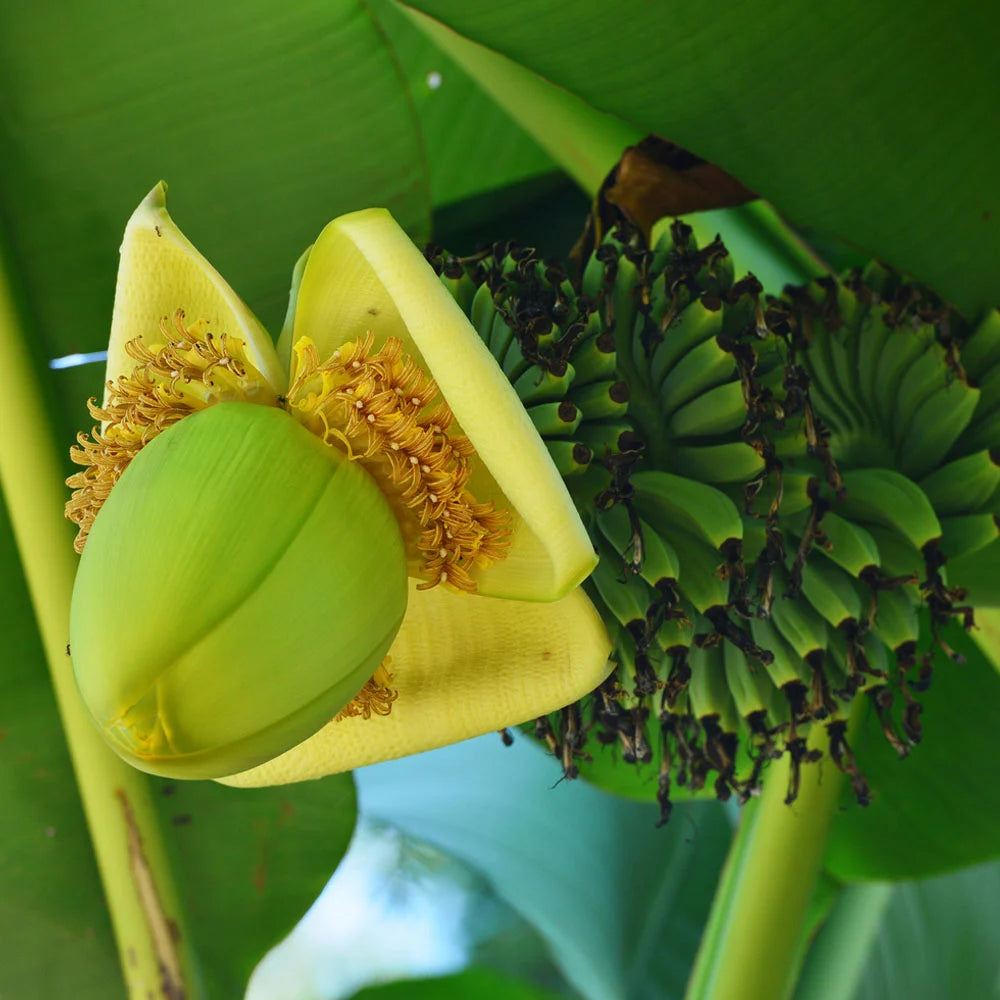 Thompson & Morgan Musa Basjoo Japanese Banana - 2 Plants