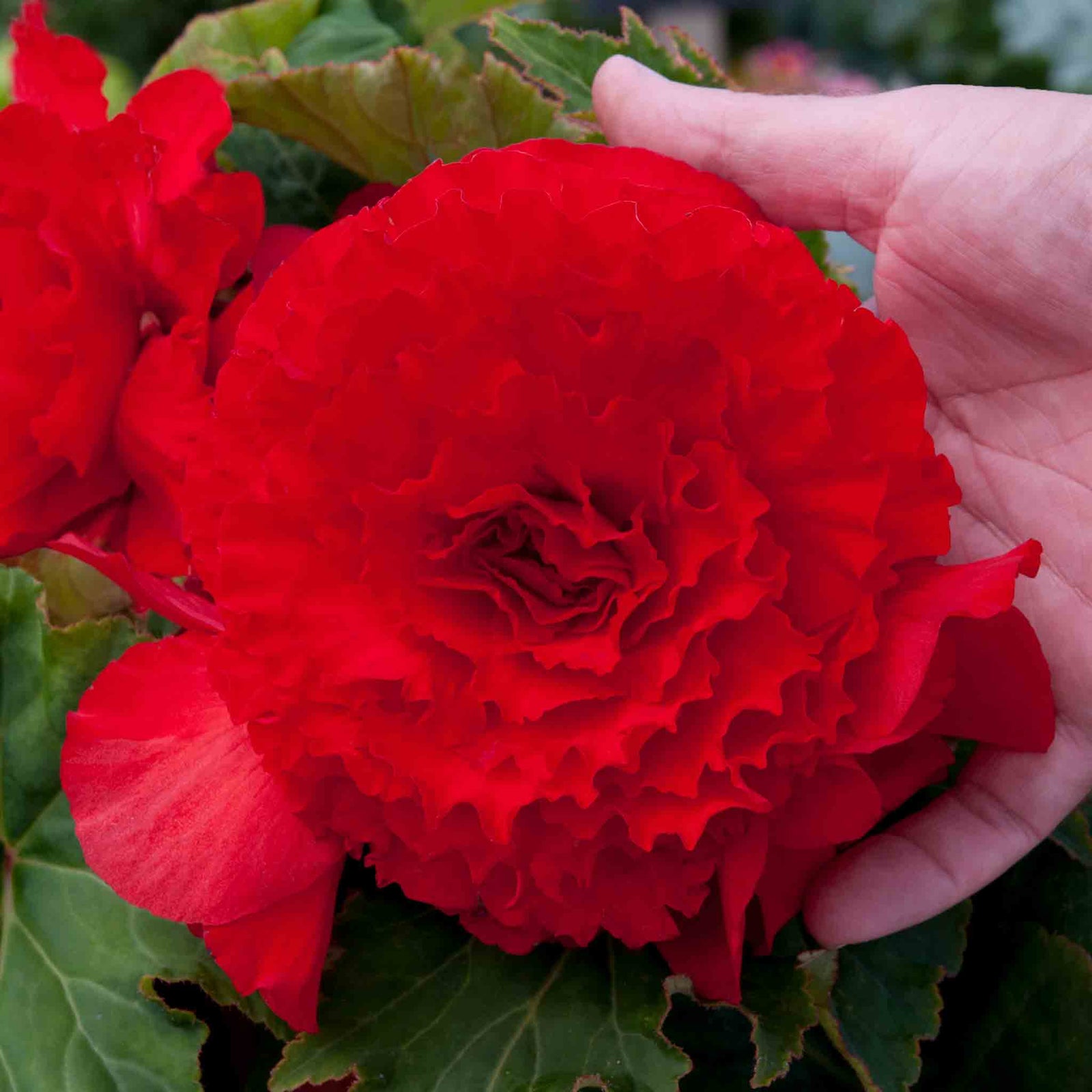 Begonia Upright Collection - In Red, Soft Pink And Yellow | 6 x Plug Plants | Multi