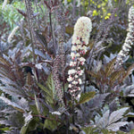 Hayloft Actaea Simplex Chocoholic - 1 X 9cm Pot