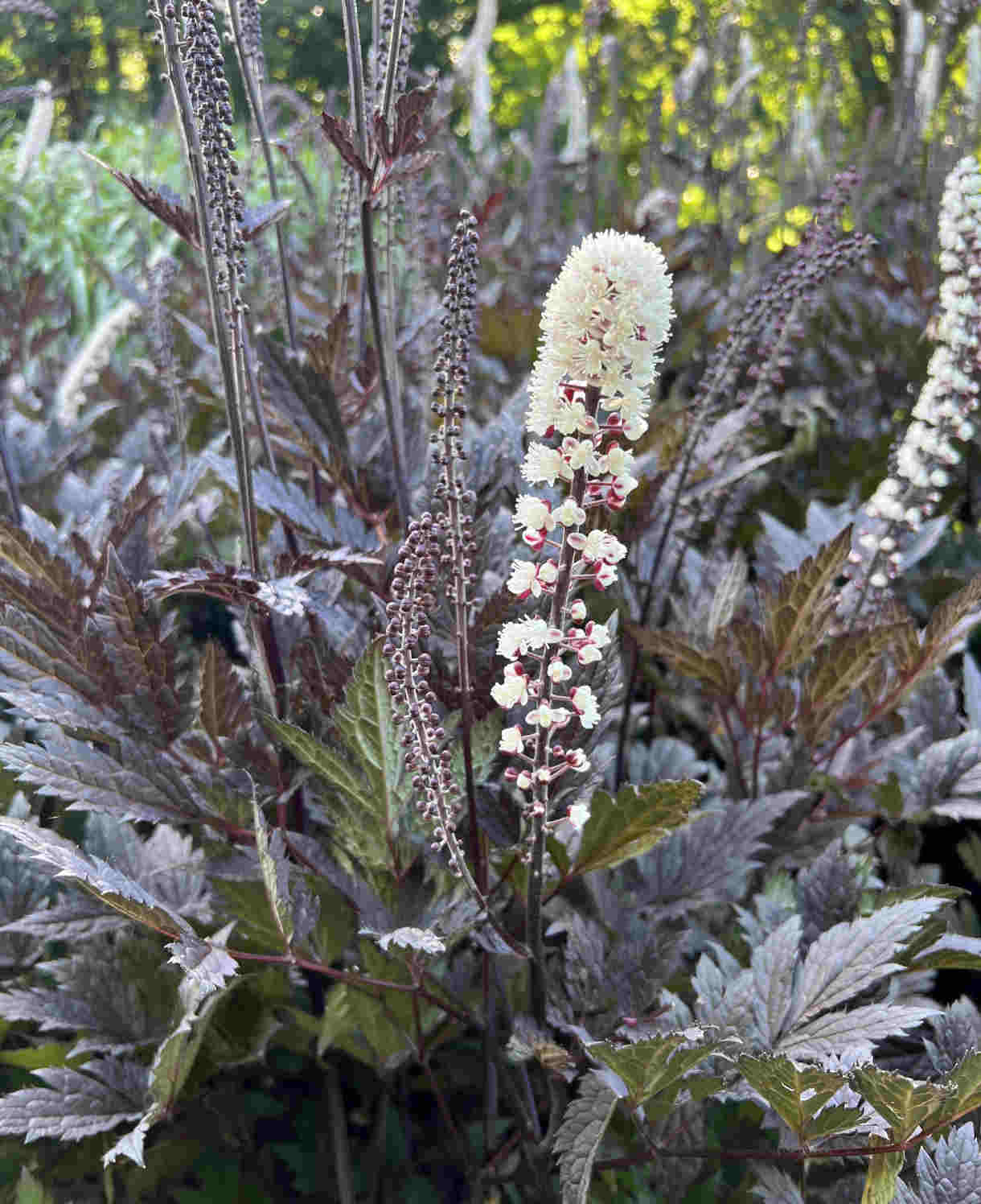 Hayloft Actaea Simplex Chocoholic - 1 X 9cm Pot
