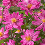 Anemone Hupehensis Var. Japonica 'prinz Heinrich' - 9cm pots | 1 x 9cm | Pink