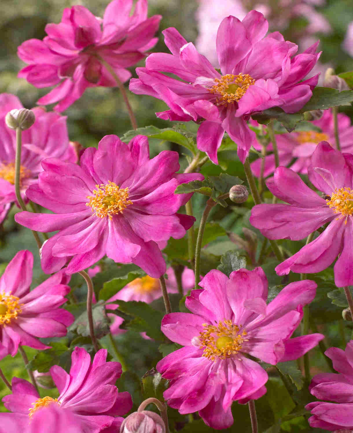Anemone Hupehensis Var. Japonica 'prinz Heinrich' - 9cm pots | 1 x 9cm | Pink