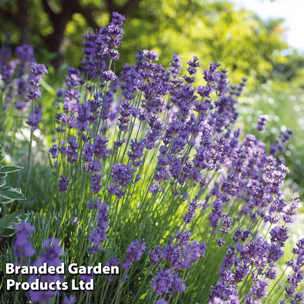 Lavender Hidcote Jumbo Plugs | 24 x Plug Plants