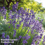 Lavender Hidcote Jumbo Plugs | 6 x Jumbo Plugs