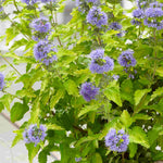Hayloft Caryopteris Collection - 3 x 9cm Pots (1 of each)