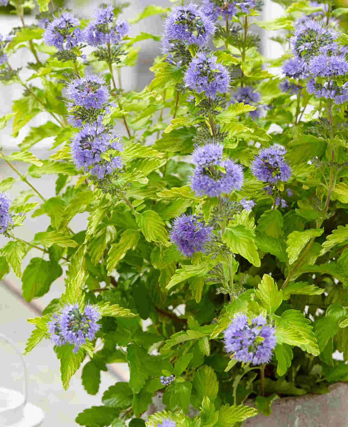 Hayloft Caryopteris Collection - 3 x 9cm Pots (1 of each)