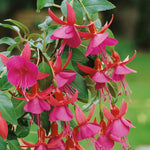 Fuchsia 'display' Upright Red And White Long-flowering | 12 x Plug Plants | Red & White