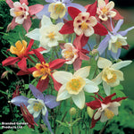 Thompson & Morgan Aquilegia Mrs Scott Elliott Plugs