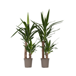 Common Yucca - 2 Pcs. - Yucca Elephantipes - Height 70-80cm - ⌀17cm | Set of 2 | Green
