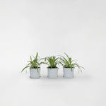 Spider Plant - 3 Pcs. - Chlorophytum Comosum 'atlantic' - Height 25-40cm - ⌀12cm | Set-of-3 | Green
