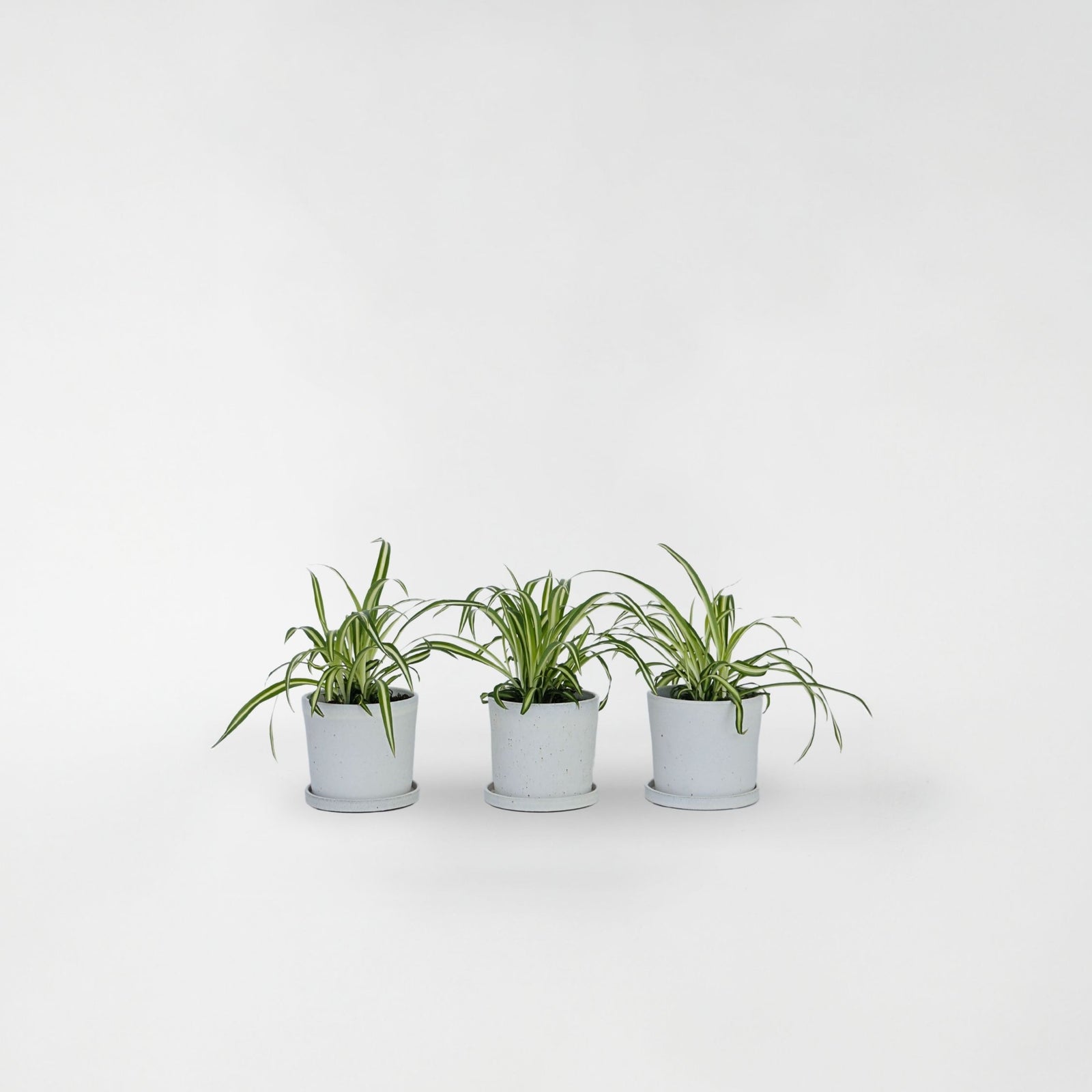 Spider Plant - 3 Pcs. - Chlorophytum Comosum 'atlantic' - Height 25-40cm - ⌀12cm | Set-of-3 | Green