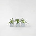 Spider Plant - 3 Pcs. - Chlorophytum Comosum 'atlantic' - Height 25-40cm - ⌀12cm | Set of 3 | Green