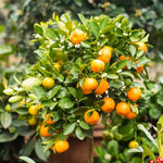 Thompson & Morgan Citrus Tree Collection - Lemon, Orange, Lime (citrus Fruit)