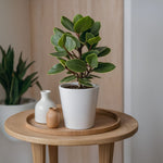 Autograph Tree - 4 Pcs. - Clusia Rosea 'princess' - Height 25-35cm - ⌀12cm | Set-of-4 | Green