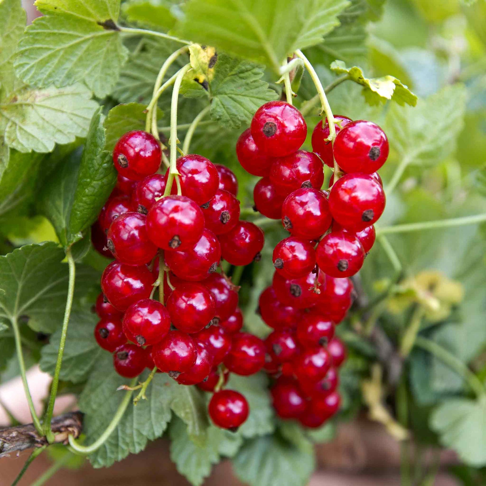 Redcurrant 'rovada' Bare-root Plant High Yield Pollinator-friendly Bare Root | Set-of-3 | Red