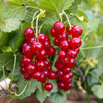 Redcurrant 'rovada' Bare-root Plant High Yield Pollinator-friendly Bare Root | Set of 3 | Red