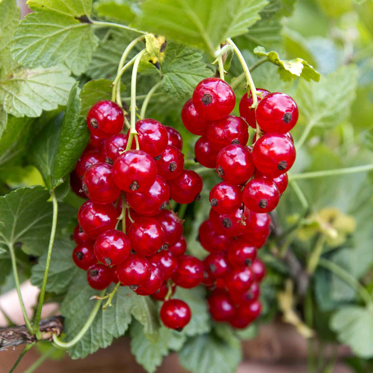 Redcurrant 'rovada' Bare-root Plant High Yield Pollinator-friendly Bare Root | Set of 3 | Red