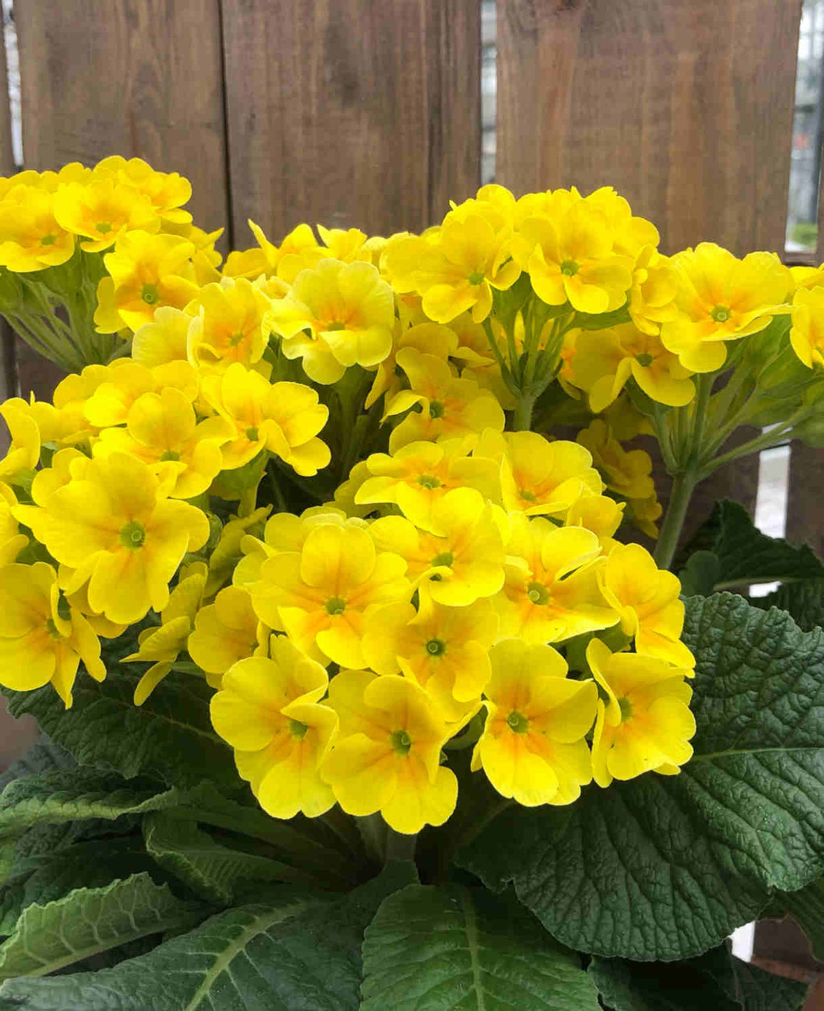 Primula Elatior 'smiley' - 9cm Pots | 3 x 9cm | Yellow