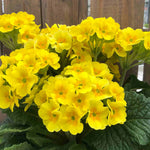 Primula Elatior 'smiley' - 9cm Pots | 1 x 9cm | Yellow