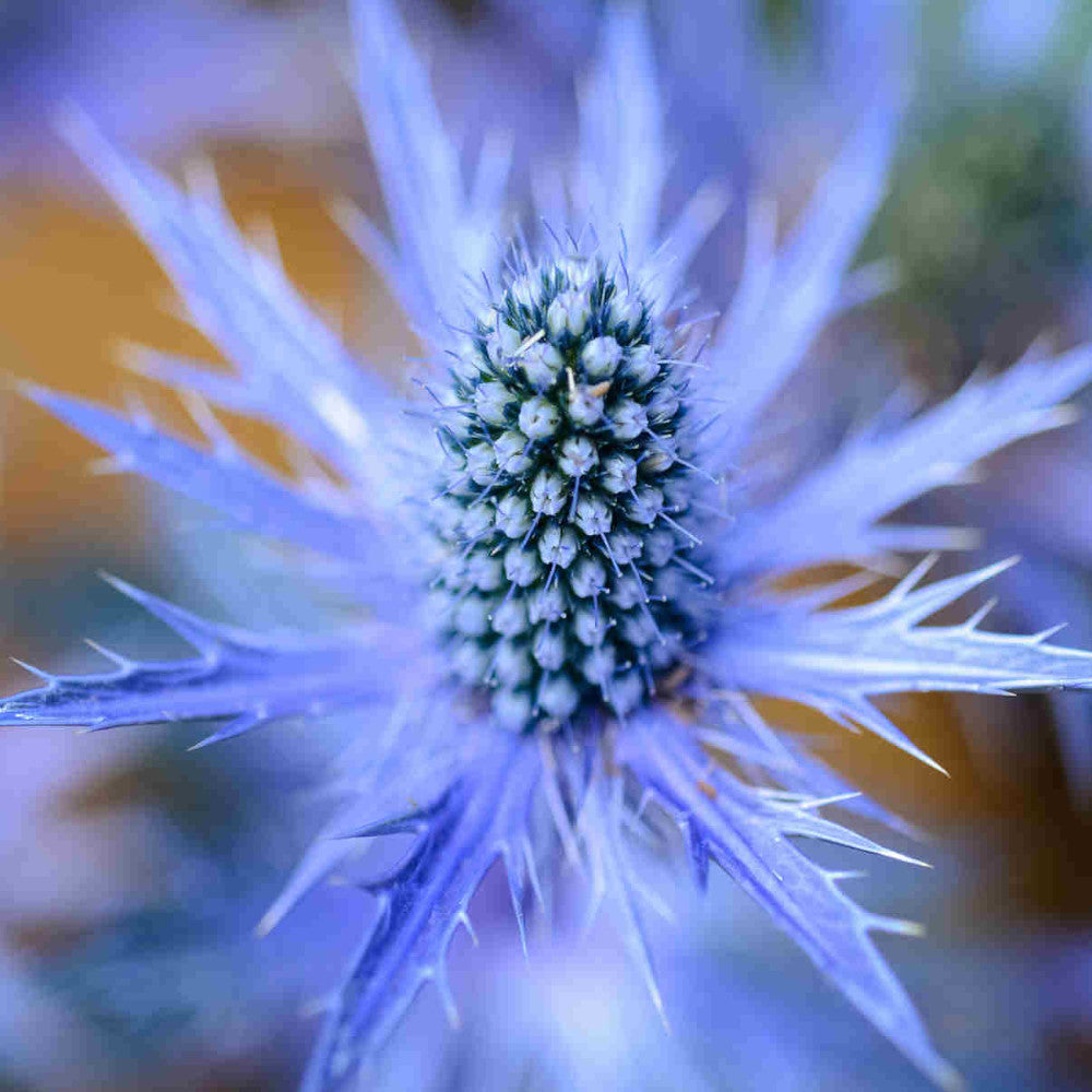 Eryngium Planum - Spiky Azure Blue Se Holly - Set Of 3 In 9cm Pots