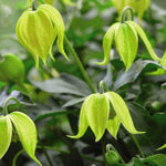 Clematis Little Lemons 7cm Pot | Set of 1