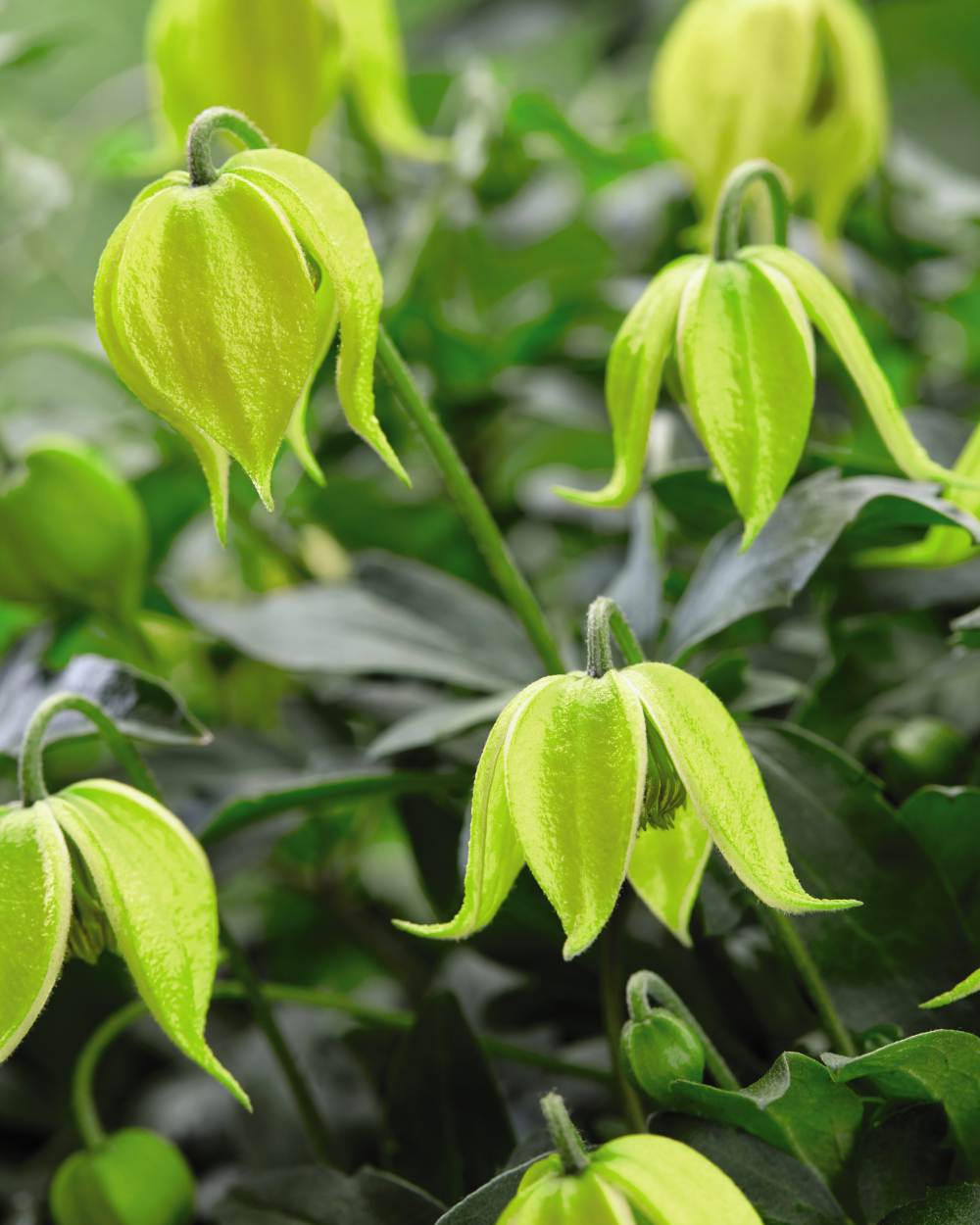 Clematis Little Lemons 7cm Pot | Set of 1