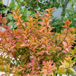 Spiraea Japonica 'firelight' Ornamental Shrub, Pollinator-friendly | 1 x 3L | Green & Pink