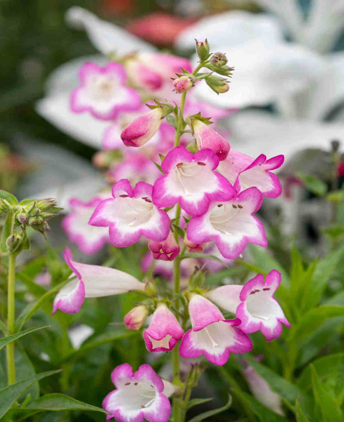 Penstemon Collection - 9cm Pots | 6 x 9cm | Mixed