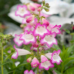Penstemon 'pensham Laura' - 9cm Pots | 1 x 9cm | Pink & White