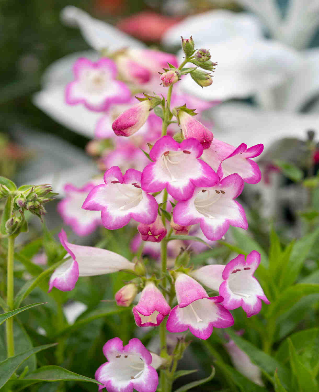Penstemon 'pensham Laura' - 9cm Pots | 1 x 9cm | Pink & White