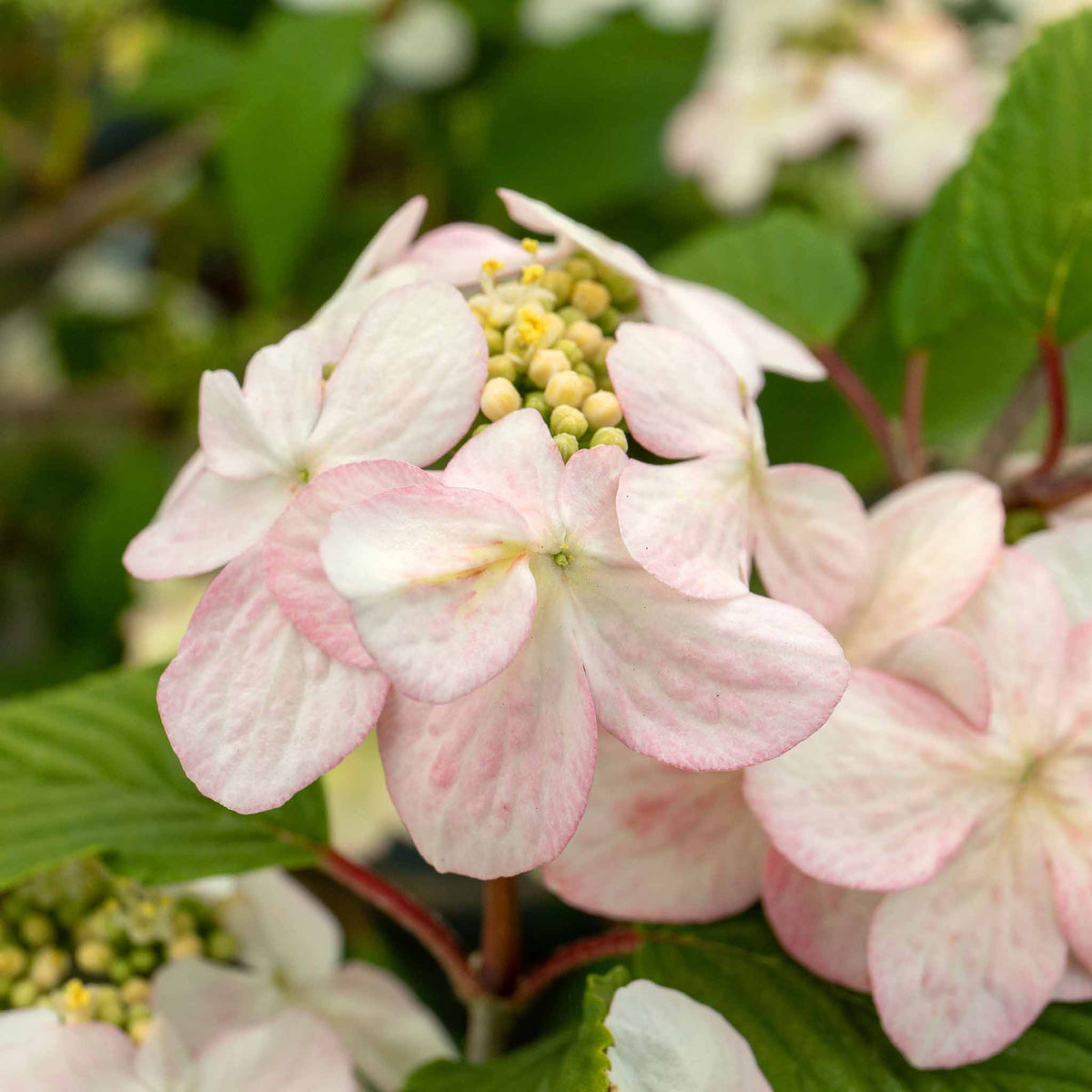Viburnum Plicatum 'kilimandjaro' 3l Shrub | Set of 1 | White