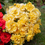 Rose 'precious Gold' Floribunda (golden Yellow, ) | 1 x Bare Root | Yellow